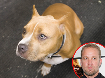 Jesse James, Cinnabun Jesse James, Cinnabun